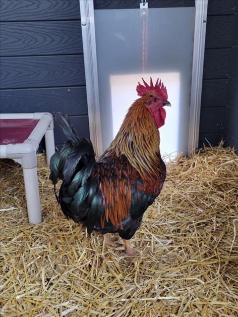 adoptable Chicken in Fort Collins, CO named COIN