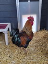 adoptable Chicken in  named COIN