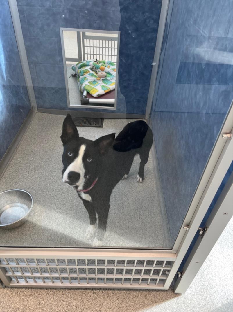 adoptable Dog in Fort Collins, CO named DORA