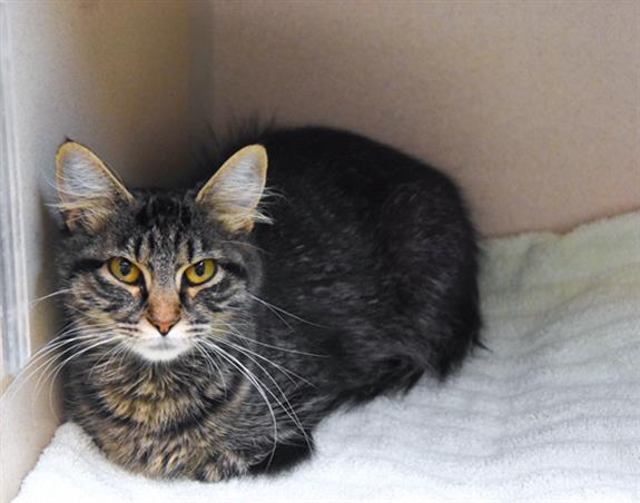 adoptable Cat in Fort Collins, CO named CONSTANCE