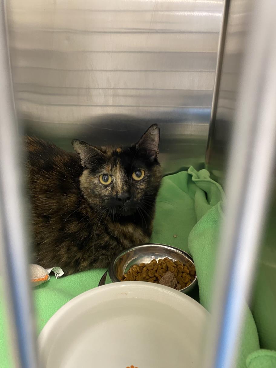 adoptable Cat in Fort Collins, CO named LEAH