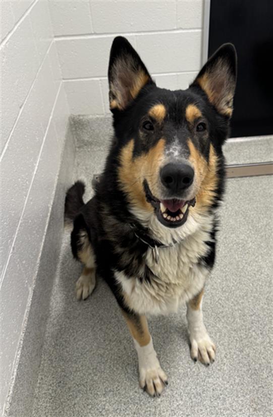 adoptable Dog in Fort Collins, CO named HORSE