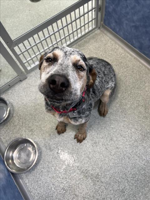 adoptable Dog in Fort Collins, CO named COW