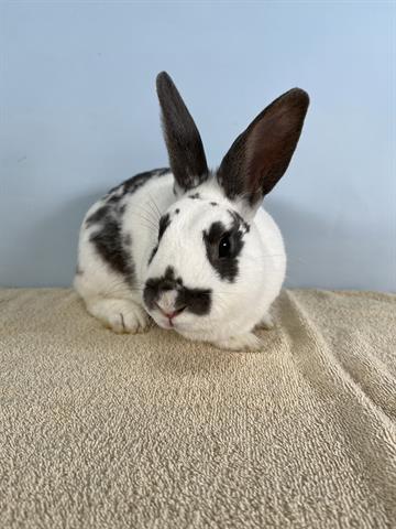 adoptable Rabbit in Fort Collins, CO named ROKEN