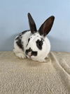 adoptable Rabbit in  named ROKEN