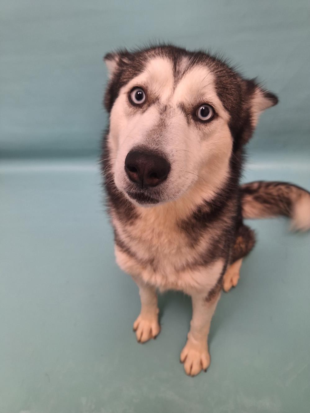 adoptable Dog in Fort Collins, CO named VEGA