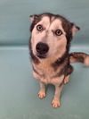 adoptable Dog in , CO named VEGA