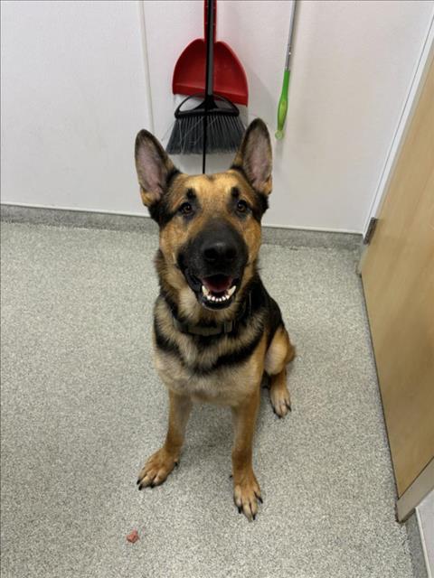 adoptable Dog in Fort Collins, CO named SCRUMPY