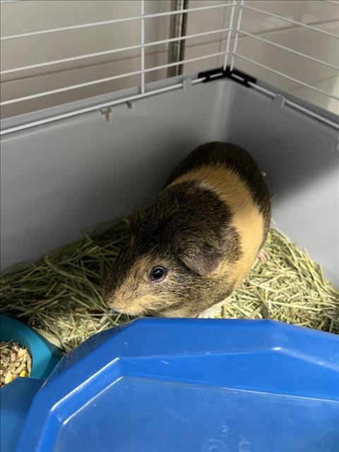 adoptable Guinea Pig in Fort Collins, CO named MOE