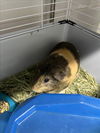 adoptable Guinea Pig in , CO named MOE