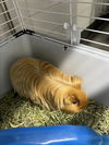 adoptable Guinea Pig in  named CURLY