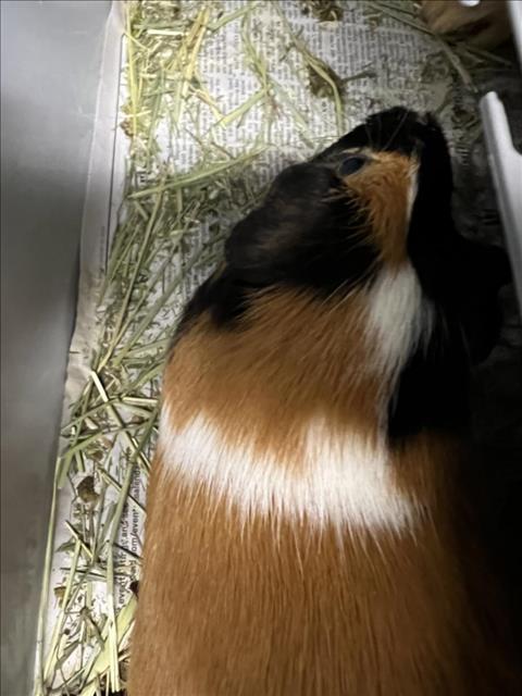 adoptable Guinea Pig in Fort Collins, CO named LARRY