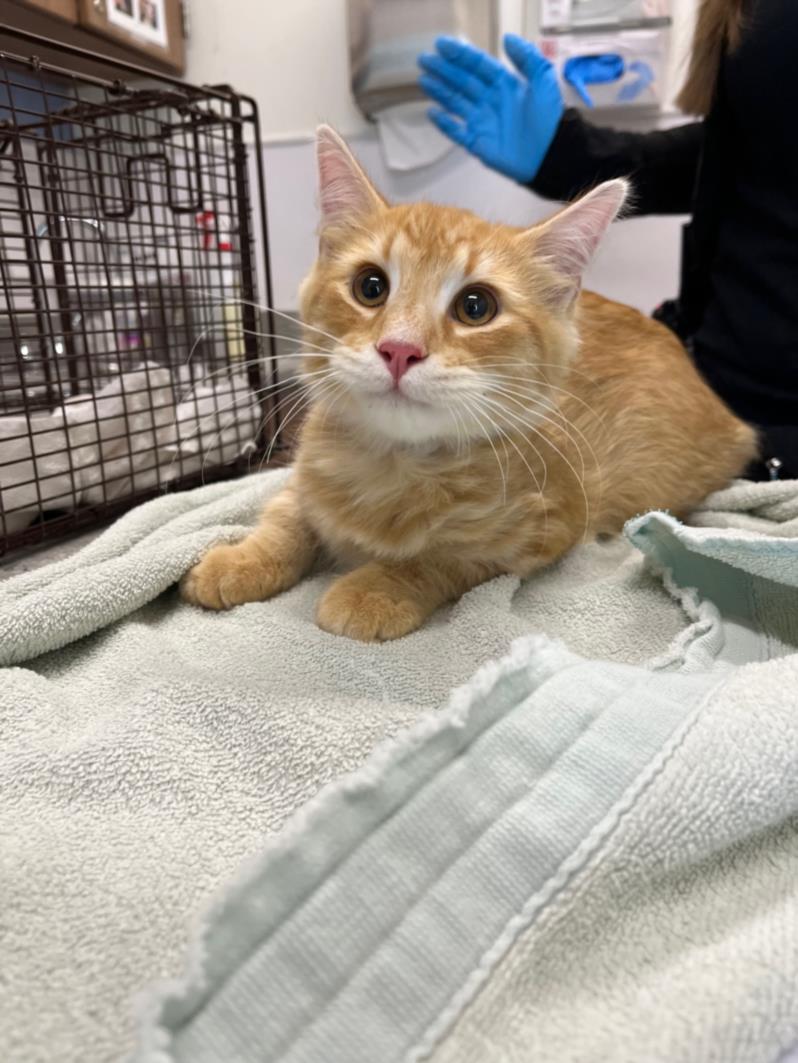 adoptable Cat in Fort Collins, CO named CREAMSICLE