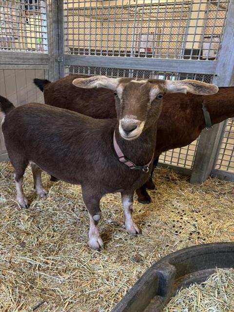 adoptable Goat in Fort Collins, CO named BONNIE