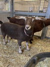 adoptable Goat in  named BONNIE