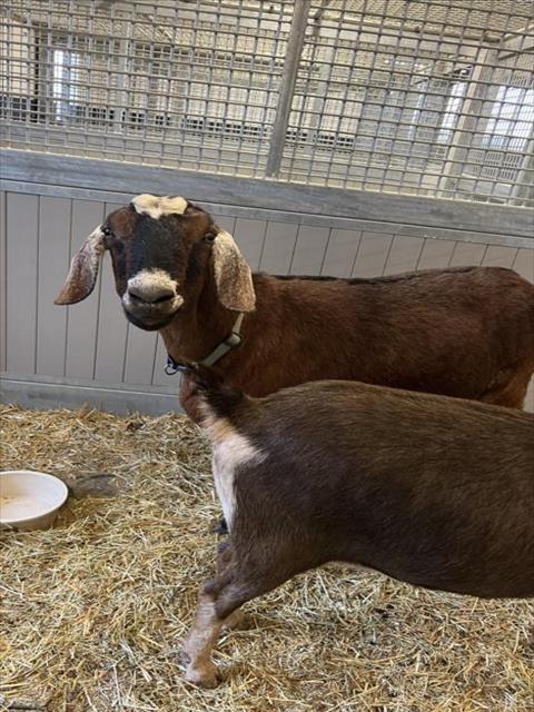 adoptable Goat in Fort Collins, CO named CLYDE