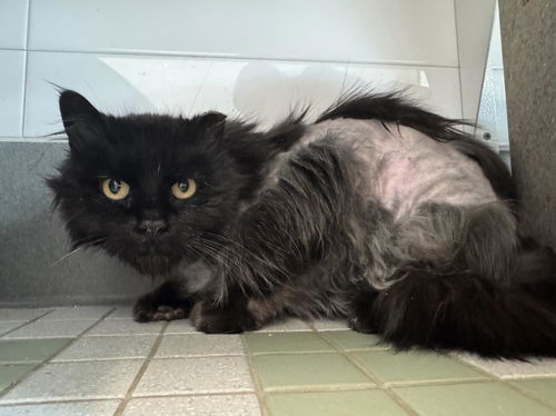 picture of the cat needing adoption