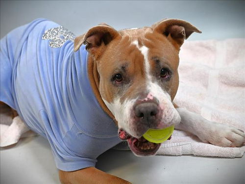 picture of the dog needing adoption