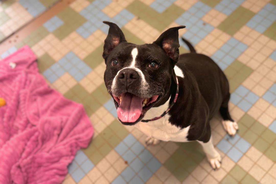 adoptable Dog in Fort Collins, CO named CLARA