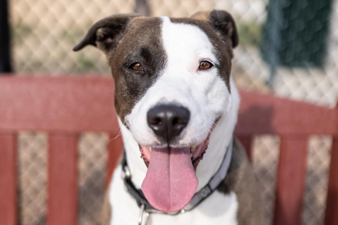 adoptable Dog in Fort Collins, CO named CALLIE