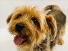 adoptable Dog in  named STARSKY
