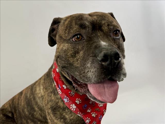 adoptable Dog in Fort Collins, CO named HUTCH