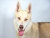 adoptable Dog in  named MAGS