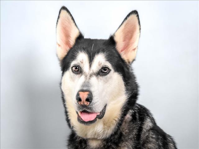 adoptable Dog in Fort Collins, CO named MILLIE