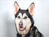 adoptable Dog in  named MILLIE