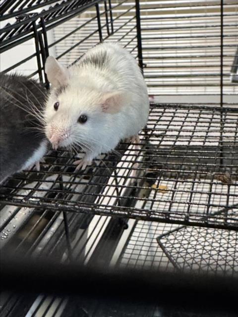adoptable Mouse in Fort Collins, CO named HARRY