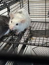 adoptable Mouse in Fort Collins, CO named HARRY