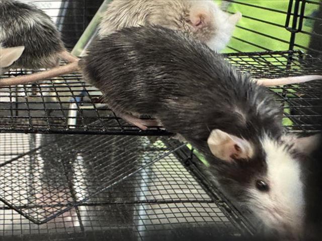 adoptable Mouse in Fort Collins, CO named RONALD