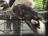 adoptable Mouse in Fort Collins, CO named RONALD