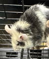 adoptable Mouse in Fort Collins, CO named MALFOY