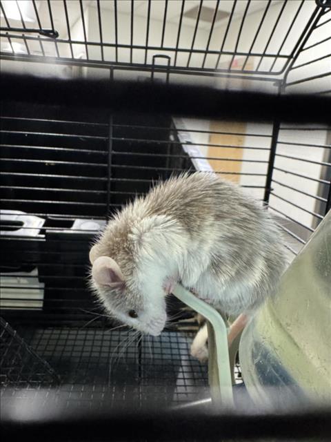adoptable Mouse in Fort Collins, CO named NEVILLE