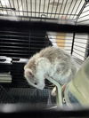 adoptable Mouse in Fort Collins, CO named NEVILLE