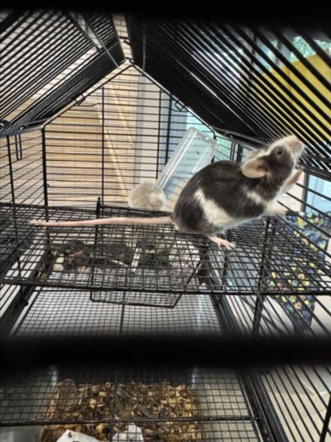 adoptable Mouse in Fort Collins, CO named CEDRIC