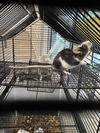 adoptable Mouse in Fort Collins, CO named CEDRIC