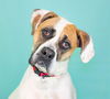 adoptable Dog in Fort Collins, CO named NIMERA