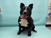 adoptable Dog in Fort Collins, CO named JULIUS