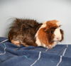 adoptable Guinea Pig in Fort Collins, CO named RUMBLY