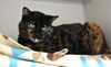 adoptable Cat in Fort Collins, CO named MINNIE