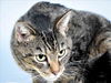 adoptable Cat in Fort Collins, CO named COLE