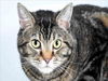 adoptable Cat in Fort Collins, CO named ELIJAH