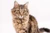 adoptable Cat in Fort Collins, CO named SWIFTIE