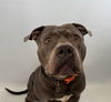 adoptable Dog in  named ROCCO