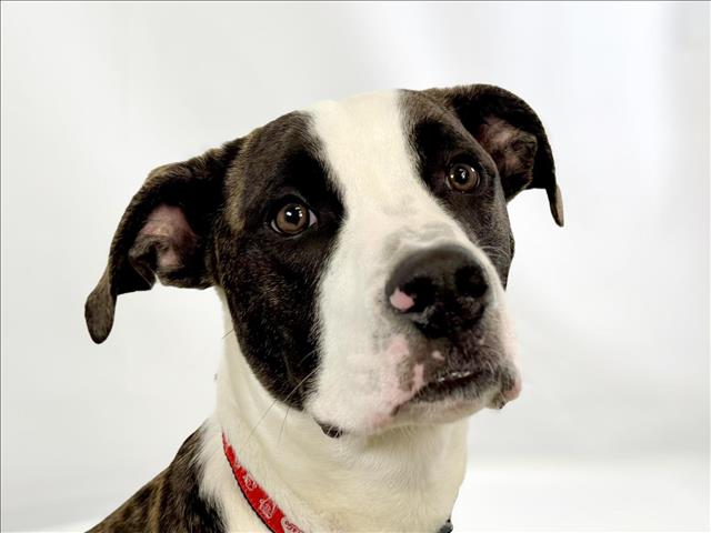 adoptable Dog in Fort Collins, CO named HALO