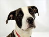 adoptable Dog in Fort Collins, CO named HALO