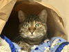 adoptable Cat in Fort Collins, CO named RASCAL