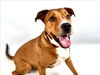 adoptable Dog in Fort Collins, CO named OLIVER